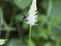 Phyteuma spicatum ssp spicatum 22, Witte rapunzel, Saxifraga-Jan Nijendijk