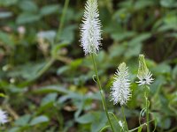 Phyteuma spicatum ssp spicatum 23, Witte rapunzel, Saxifraga-Jan Nijendijk