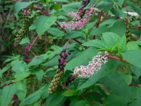 Phytolacca americana 13, Westerse karmozijnbes, Saxifraga-Ed Stikvoort