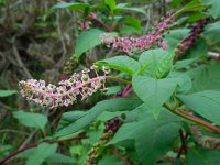 Phytolacca americana 14, Westerse karmozijnbes, Saxifraga-Ed Stikvoort