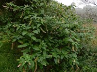 Phytolacca americana 18, Westerse karmozijnbes, Saxifraga-Ed Stikvoort