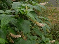 Phytolacca americana 19, Westerse karmozijnbes, Saxifraga-Ed Stikvoort