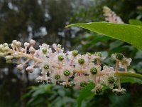 Phytolacca americana 20, Westerse karmozijnbes, Saxifraga-Ed Stikvoort