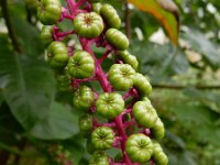 Phytolacca americana 22, Westerse karmozijnbes, Saxifraga-Ed Stikvoort