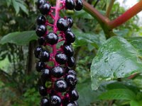 Phytolacca americana 23, Westerse karmozijnbes, Saxifraga-Ed Stikvoort