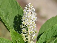 Phytolacca esculenta 13, Oosterse karmozijnbes, Saxifraga-Sonja Bouwman (2)