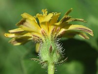 Picris rhagadioloides 2, Saxifraga-Sonja Bouwman  Z22. Tall ox-tongue - Picris rhagadioloides - Asteraceae familie