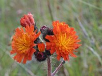 Pilosella aurantiaca