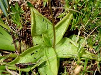 Pinguicula alpina 46, Saxifraga-Sonja Bouwman  Alpine butterwort - Pinguicula alpina - Lentibulariaceae familie