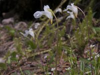 Pinguicula alpina 48, Saxifraga-Luuk Vermeer