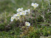 Pinguicula alpina 51, Saxifraga-Luuk Vermeer