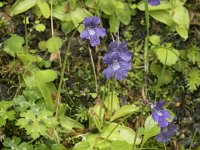 Pinguicula grandiflora 38, Saxifraga-Willem van Kruijsbergen