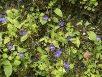 Pinguicula grandiflora 42, Saxifraga-Willem van Kruijsbergen