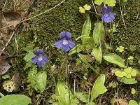 Pinguicula grandiflora 43, Saxifraga-Willem van Kruijsbergen