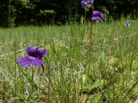 Pinguicula grandiflora 45, Saxifraga-Ed Stikvoort : Pierre de Haute s9900