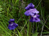 Pinguicula grandiflora 46, Saxifraga-Ed Stikvoort : Notre Dame de l'Hermitage Pierre-sur-Haute Vallée de Fossat s990