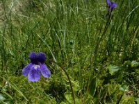 Pinguicula grandiflora 50, Saxifraga-Ed Stikvoort : Notre Dame de l'Hermitage Pierre-sur-Haute Vallée de Fossat s990