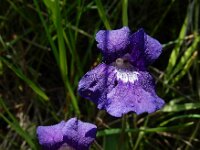 Pinguicula grandiflora 53, Saxifraga-Ed Stikvoort : Notre Dame de l'Hermitage Pierre-sur-Haute Vallée de Fossat s990