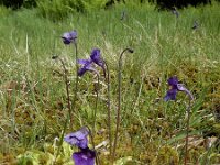 Pinguicula grandiflora 54, Saxifraga-Ed Stikvoort : Pierre de Haute s9900