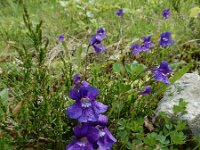 Pinguicula grandiflora 56, Saxifraga-Ed Stikvoort : Pierre de Haute s9900