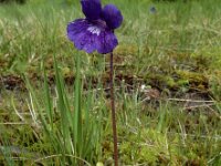 Pinguicula grandiflora 57, Saxifraga-Ed Stikvoort : Pierre de Haute s9900