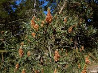 Pinus sylvestris 61, Grove den, Saxifraga-Ed Stikvoort