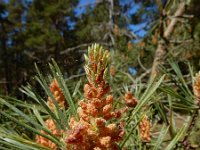 Pinus sylvestris 62, Grove den, Saxifraga-Ed Stikvoort