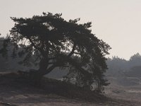 Pinus sylvestris 75, Grove den, Saxifraga-Jan Nijendijk