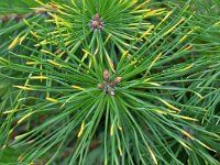 Pinus sylvestris 77, Grove den, Saxifraga-Tom Heijnen