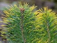 Pinus sylvestris 80, Grove den, Saxifraga-Tom Heijnen