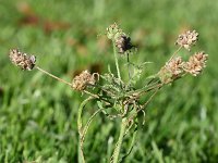 Plantago arenaria 18, Zandweegbree, Saxifraga-Sonja Bouwman  915. Zandweegbree - Plantago arenaria - Plantaginacea familie (i)