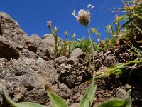 Plantago lagopus 17, Saxifraga-Ed Stikvoort