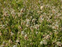 Plantago lagopus 19, Saxifraga-Ed Stikvoort