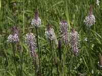 Plantago media 40, Ruige weegbree, Saxifraga-Willem van Kruijsbergen