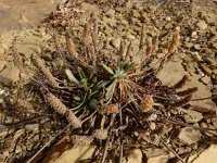 Plantago serraria 5, Saxifraga-Ed Stikvoort