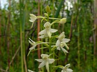 Platanthera bifolia 102, Welriekende nachtorchis, Saxifraga-Hans Grotenhuis