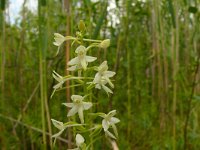 Platanthera bifolia 103, Welriekende nachtorchis, Saxifraga-Hans Grotenhuis