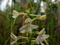 Platanthera bifolia 104, Welriekende nachtorchis, Saxifraga-Hans Grotenhuis