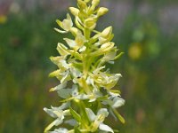 Platanthera bifolia 91, Welriekende nachtorchis, Saxifraga-Hans Dekker