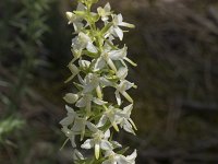 Platanthera bifolia 92, Welriekende nachtorchis, Saxifraga-Willem van Kruijsbergen