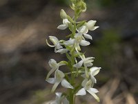 Platanthera bifolia 93, Welriekende nachtorchis, Saxifraga-Willem van Kruijsbergen