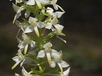 Platanthera bifolia 96, Welriekende nachtorchis, Saxifraga-Willem van Kruijsbergen