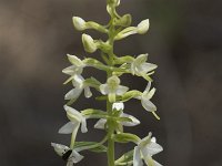 Platanthera bifolia 97, Welriekende nachtorchis, Saxifraga-Willem van Kruijsbergen