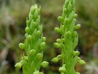 Platanthera micrantha 3, Saxifraga-Ed Stikvoort