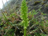 Platanthera micrantha 4, Saxifraga-Ed Stikvoort