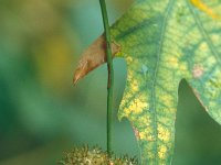 Platanus orientalis 19, Oosterse plataan, Saxifraga-Jan van der Straaten