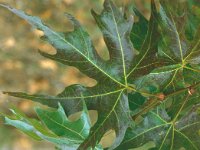 Platanus orientalis 21, Oosterse plataan, Saxifraga-Jan van der Straaten