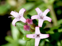 Plocama calabrica 8, Saxifraga-Sonja Bouwman  Stinking madder - Plocama calabrica - Rubiaceae familie