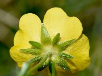 Poentilla aurea