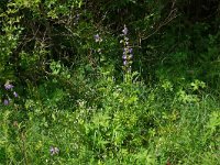 Polemonium caeruleum 12, Jacobsladder, Saxifraga-Hans Grotenhuis